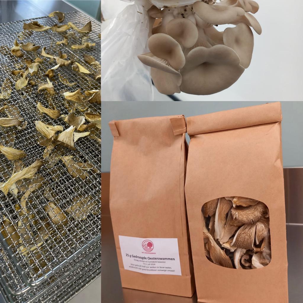 Oesterzwammen (gedroogd, 20g)