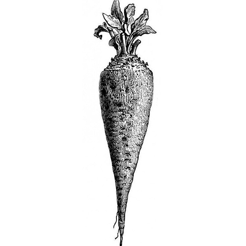Crapaudine biet/Oerbiet (~800-1000g)