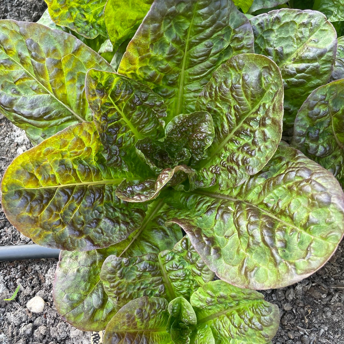 Kropsla
