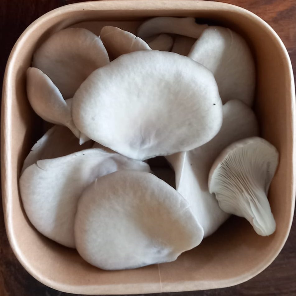 Oesterzwammen (170g, alleen te bestellen voor vrijdag en zaterdag!)