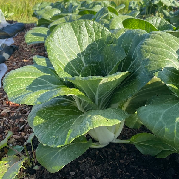 Paksoi (~300g, met wat gaatjes)