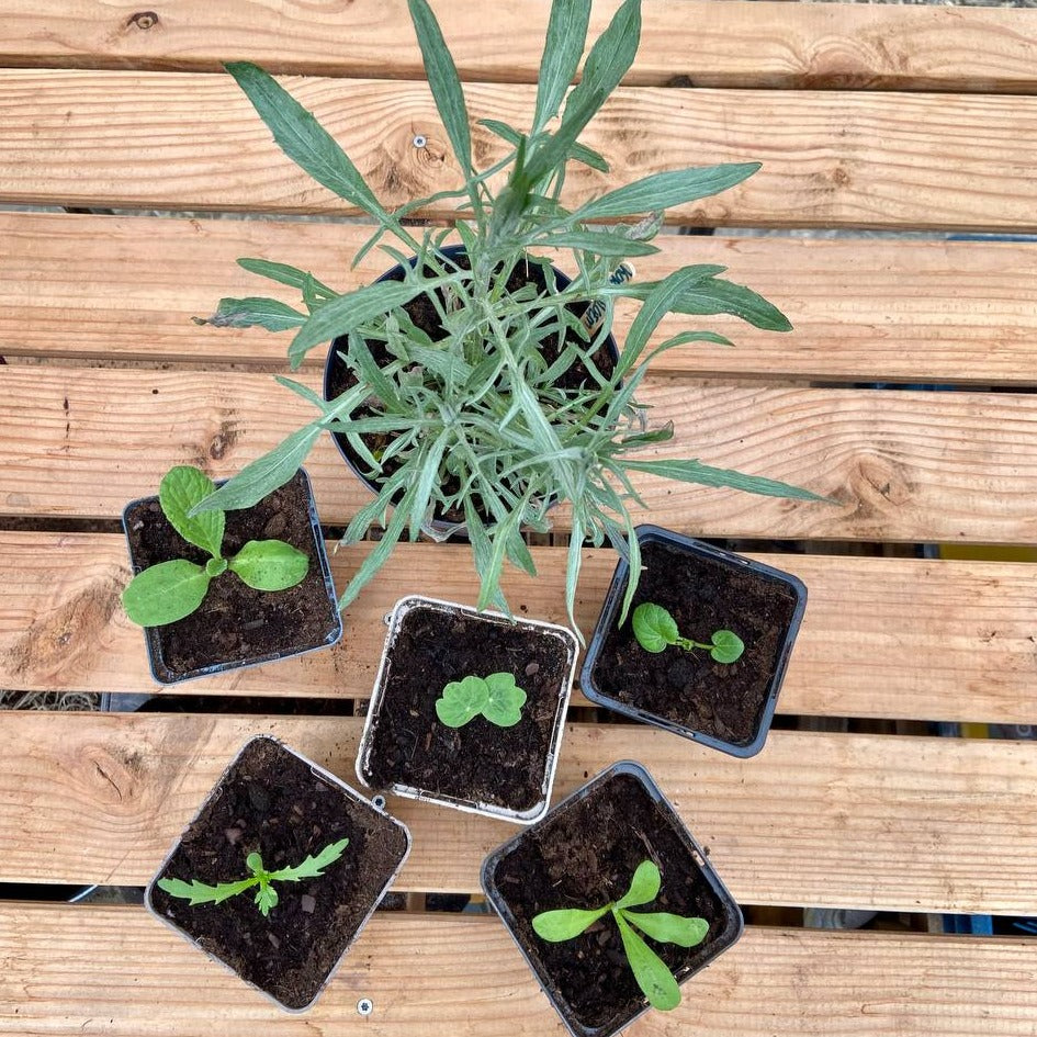 Eetbare bloemenplanten 'eat the rainbow' (set, 5st)