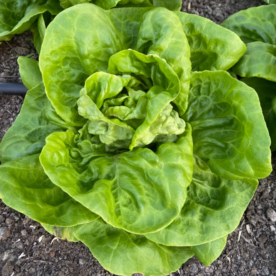 Kropsla
