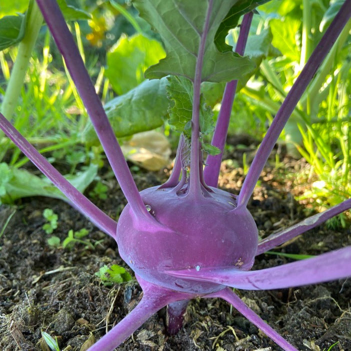 Koolrabi (groen of paars)