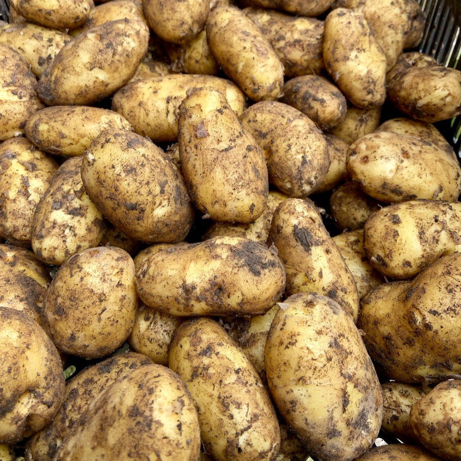 Aardappelen (Levante, 5kg, laatste zak!)