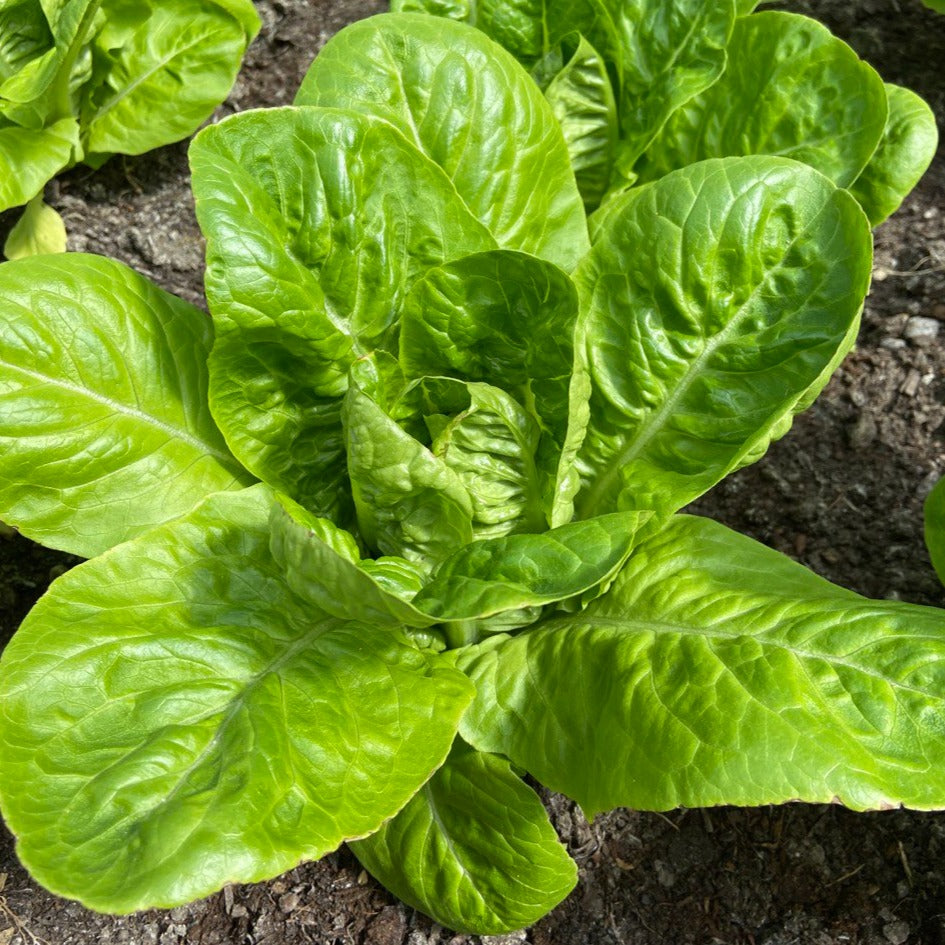 Kropsla