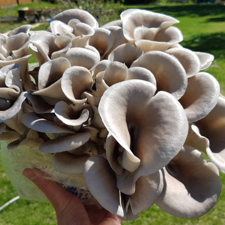 Oesterzwammen (170g, alleen te bestellen voor vrijdag en zaterdag!)