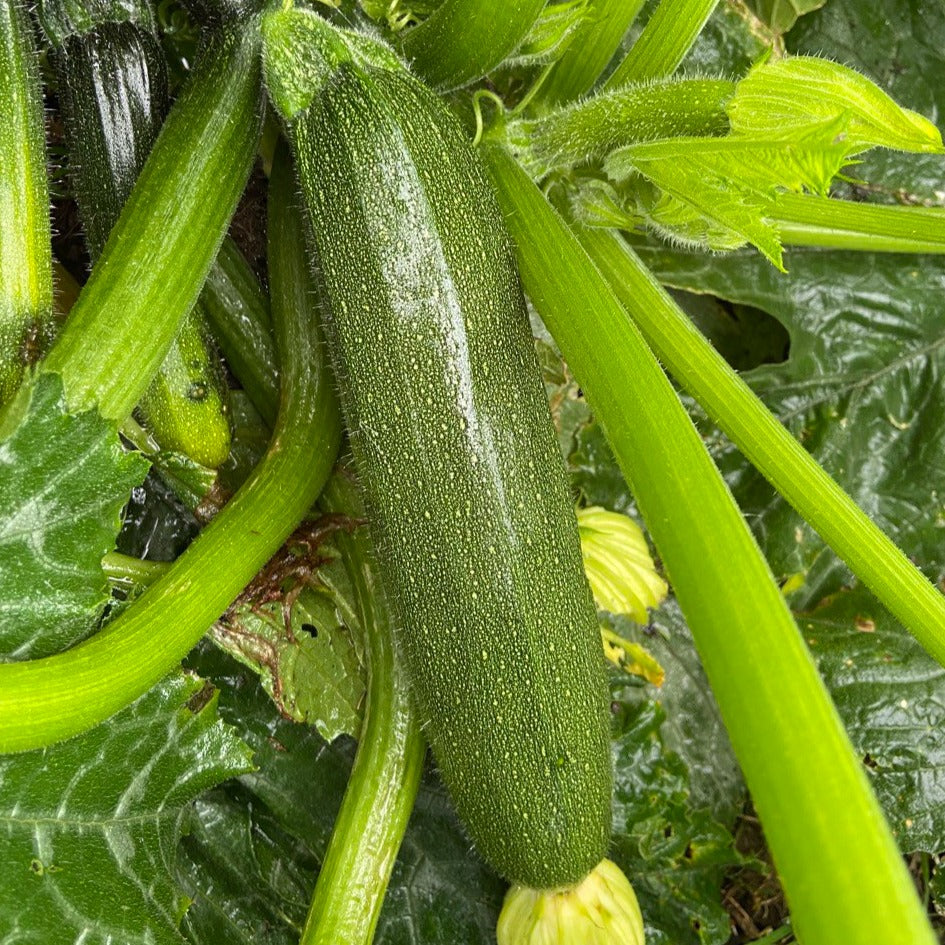 Courgette