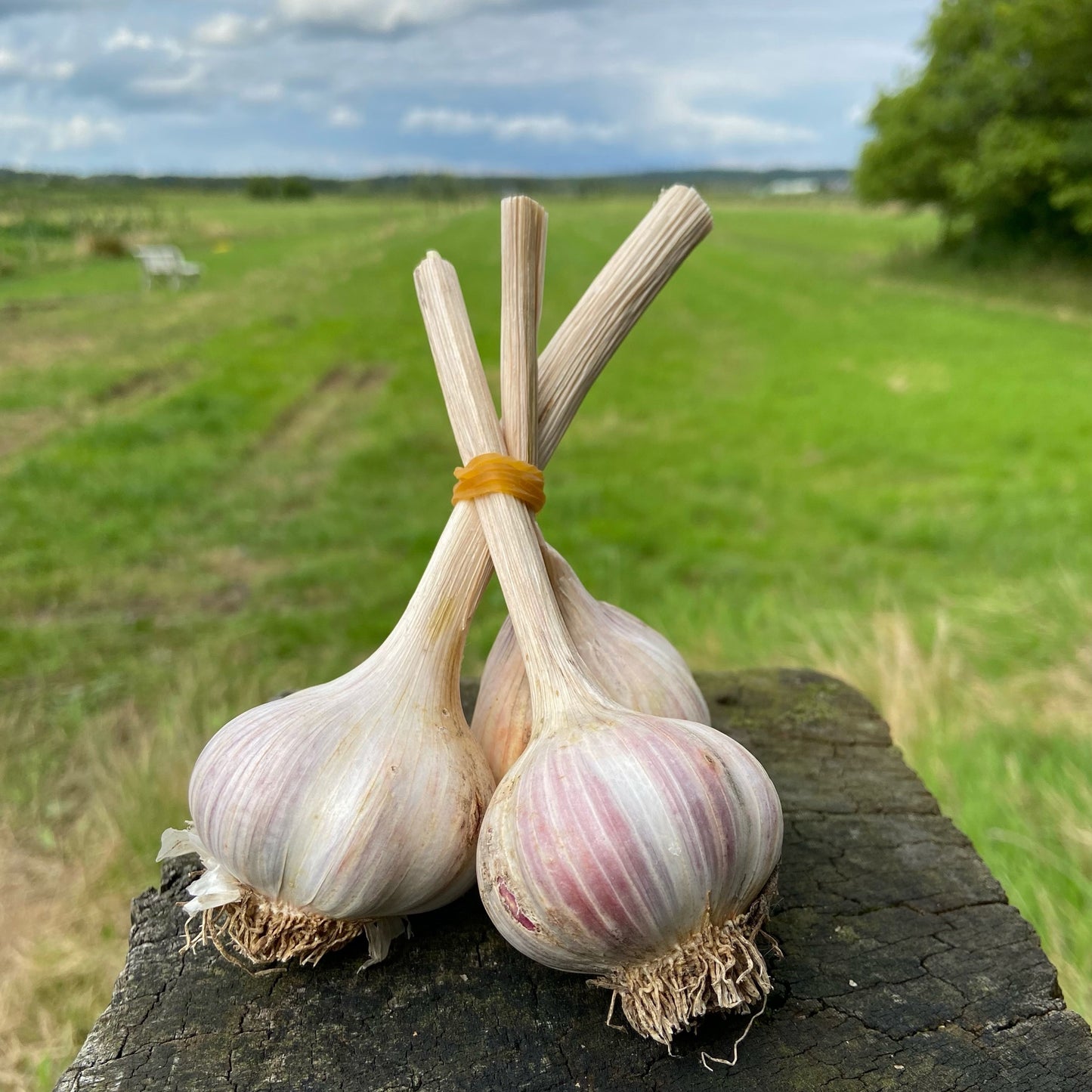 Knoflook (b-keuze, 3-4 kleine bollen)