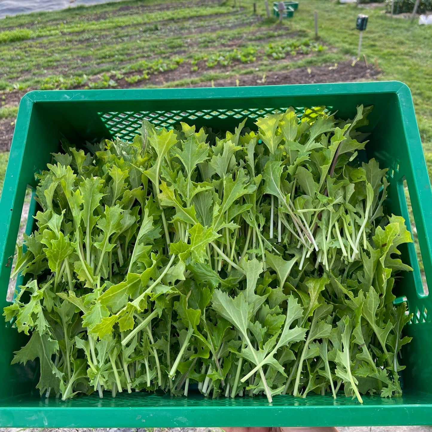 Raapstelen (150g)