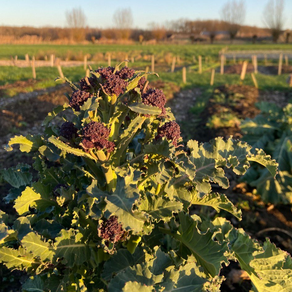 Broccoletto (paars, 100g)