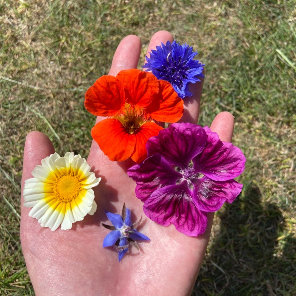Eetbare bloemenplanten 'eat the rainbow' (set, 5st)