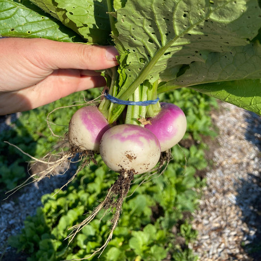 Lentesalade van meiraap, appel en hazelnoot