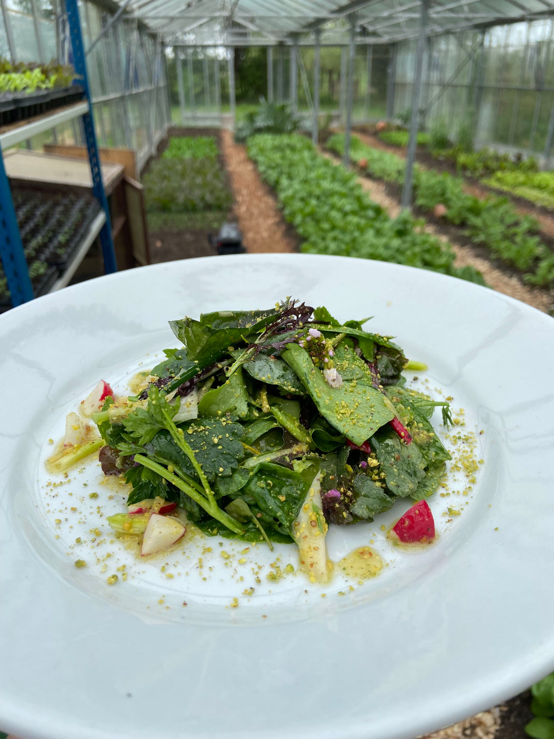 Tuinderij Salade