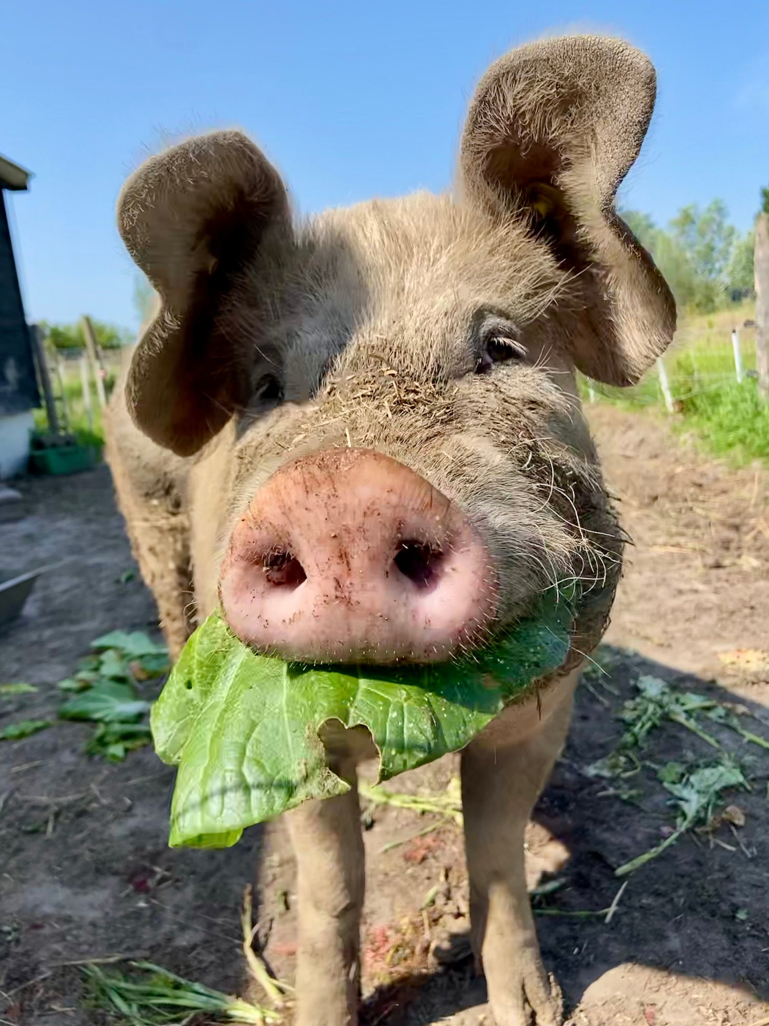 Vlees van eigen erf (binnenkort beschikbaar)
