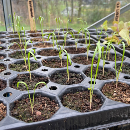 Groenteplugjes (diverse groenten)