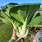 Paksoi (~300g, met wat gaatjes)
