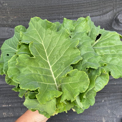 Bladkool eeuwige moes en/of Portugese bladkool (200g, klein blad)