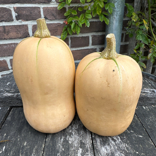 Butternut Pompoen