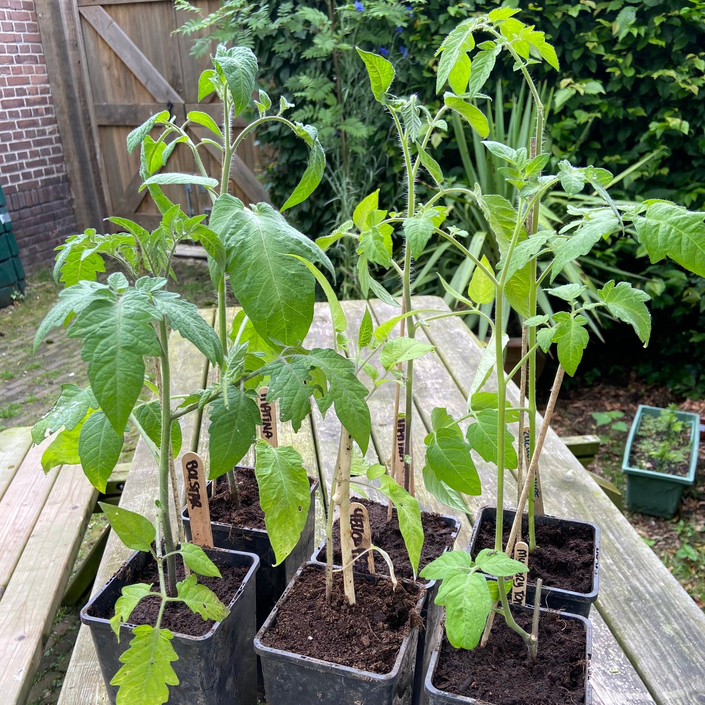 Tomatenplanten (jonge plant P9 potje, diverse rassen)