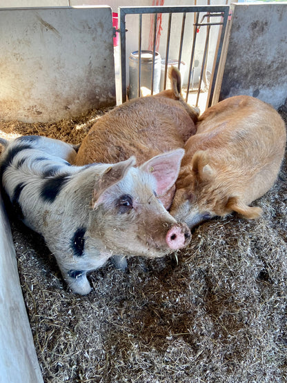 Salami Venkel (~1kg, van eigen vlees!)