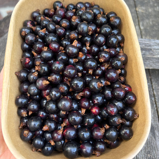 Zwarte Bessen (300g, bevroren)