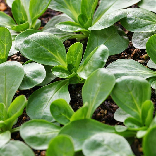 Veldsla (75g)