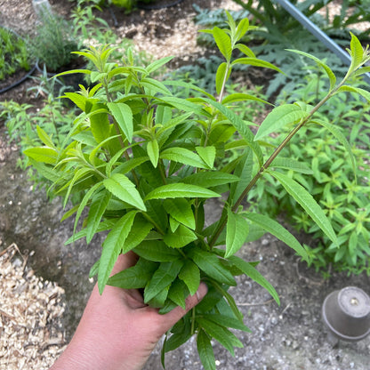 Verse verveine (bosje)