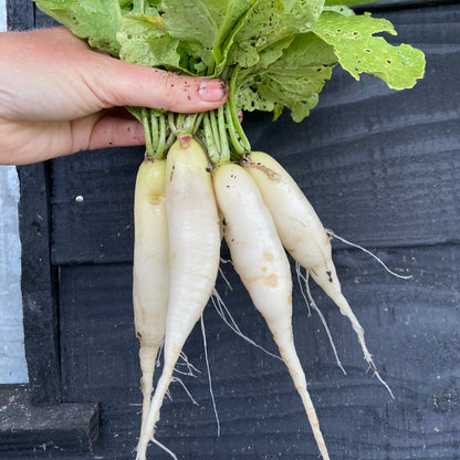 Radijsjes (bosje 12st)