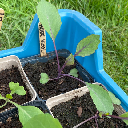 Groenteplantjes in P9 potjes