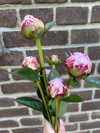 Pioenrozen (uit eigen tuin, p steel)