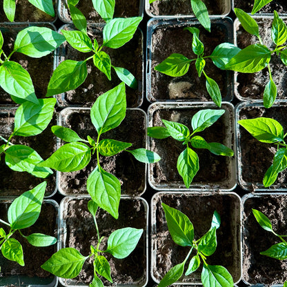 Rode peper (jonge planten)