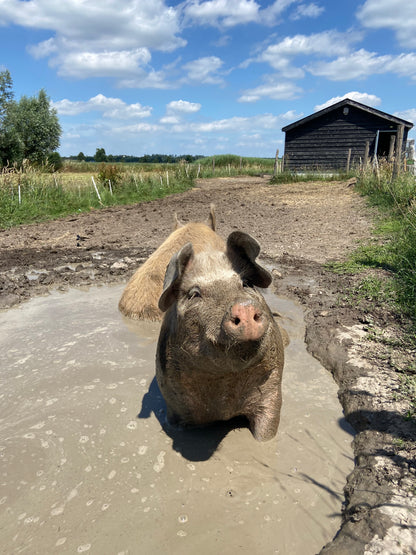 Worstenpakket 'Huub'