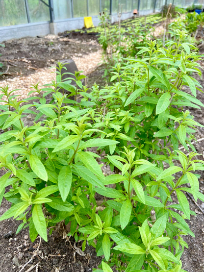 Verse verveine (bosje)