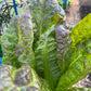 Kropsla