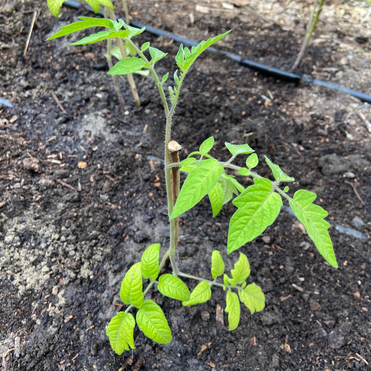 Tomatenplanten (jonge plant P9 potje, diverse rassen)