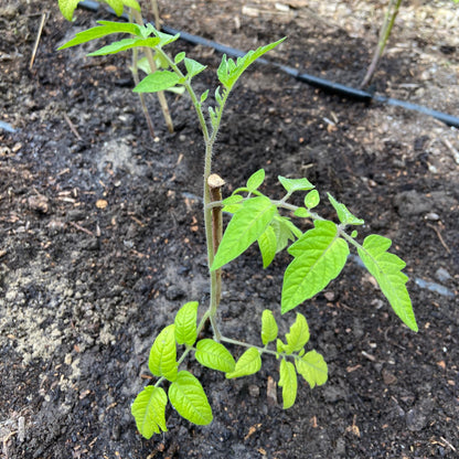 Tomatenplanten (jonge plant P9 potje, diverse rassen)