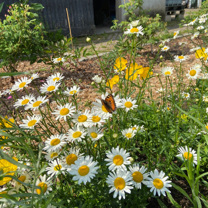 Tuinplant/Bijenplant