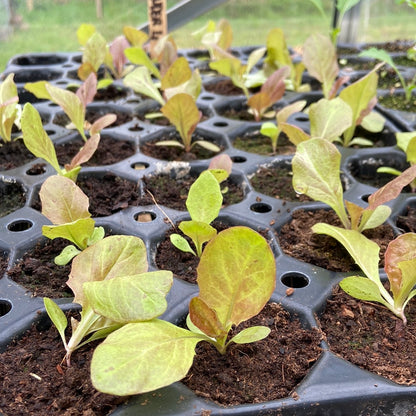 Groenteplugjes (diverse groenten)