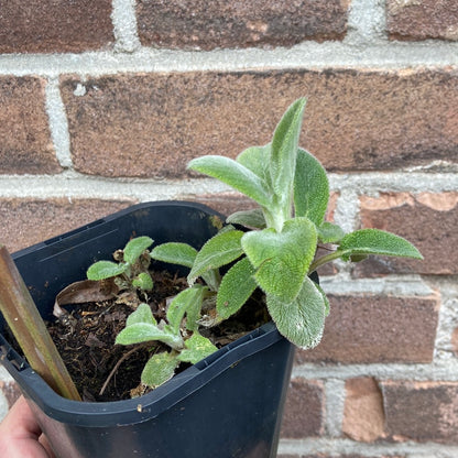 Tuinplant/Bijenplant