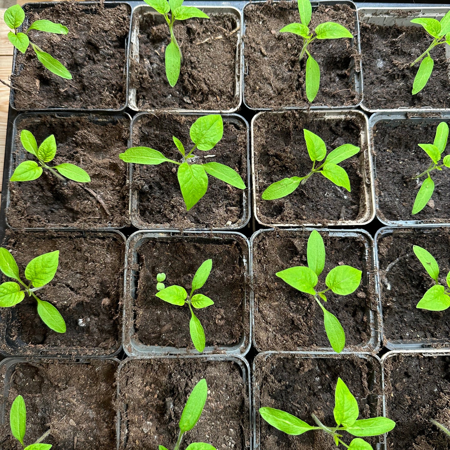 Tomatenplanten (jonge plant P9 potje, diverse rassen)