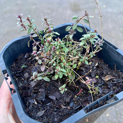 Jonge kruidenplanten