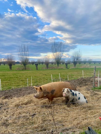 Worstenpakket 'Huub'