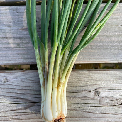 Salade-ui/Utrechts uitjes (p st)