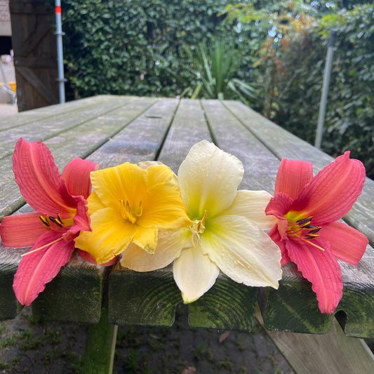 Daglelies (3st)
