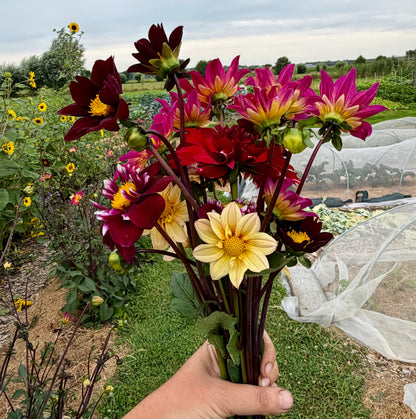 Dahlia mix (12 stelen)