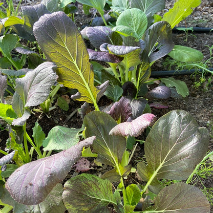 Mosterdblad (75g)