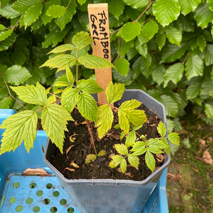 Jonge framboos (stek op pot)