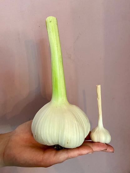 Olifantenknoflook (pootgoed)