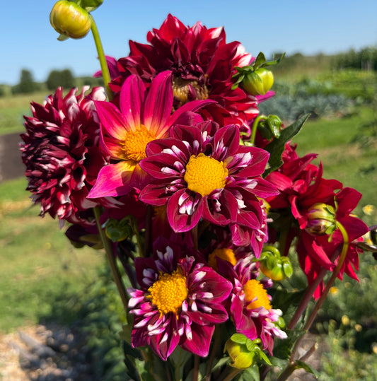 Dahlia mix (12 stelen)